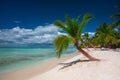 Palm tree on Tropical island beach Saona, Dominican Republic Royalty Free Stock Photo