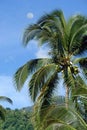 Palm tree in tropical jungle Royalty Free Stock Photo