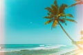 Palm tree on tropical ocean beach at sunny day vintage stylized Royalty Free Stock Photo