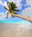 Palm tree in tropical perfect beach Royalty Free Stock Photo