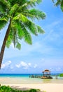 Palm tree in tropical perfect beach Royalty Free Stock Photo