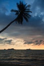 Palm tree on a tropical sea beach during amazing sunset. Nature. Royalty Free Stock Photo