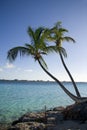 Palm tree tropical shoreline