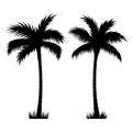 Palm tree 002 Royalty Free Stock Photo