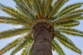 Palm tree with trunck and leafs