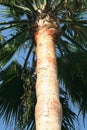 Palm tree trunk Royalty Free Stock Photo