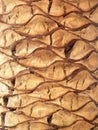 Palm Tree Trunk Royalty Free Stock Photo