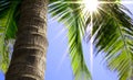 Palm tree trunk close up Royalty Free Stock Photo