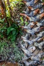 Palm tree trunk close up shot in the jungle Royalty Free Stock Photo