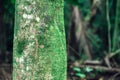 Palm tree trunk close view in tropical forest of Oahu Royalty Free Stock Photo