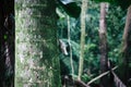 Palm tree trunk close view in tropical forest of Oahu Royalty Free Stock Photo