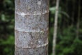 Palm tree trunk close view in tropical forest of Oahu Royalty Free Stock Photo