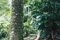 Palm tree trunk close view in tropical forest of Oahu Royalty Free Stock Photo