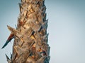 Palm tree trunk covered eith trimmed frond bases