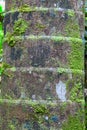 Palm tree trunk detail bark background texture