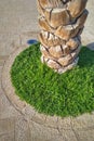 Palm tree trunk highlighted in green garden shrub and outdoor lighting