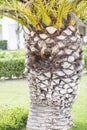 Palm tree trunk with a hole from a palm tree disease Royalty Free Stock Photo