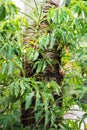 Palm tree trunk at subtropical Rainforest