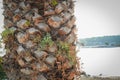 Palm tree trunk surface texture in detail with some greenery growing between bark pieces and the sea on the background Royalty Free Stock Photo