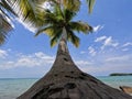 Palm tree from the trunk towards the top