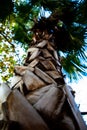 Palm tree trunk view from below Royalty Free Stock Photo