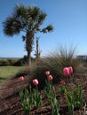 Palm Tree Tulips Myrtle Beach