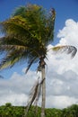 Palm tree in Tulum area, Mexico, Carribean Sea