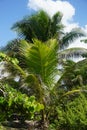 Palm tree in Tulum area, Mexico, Carribean Sea