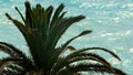 Palm tree on turquoise seawater background, dream about paradise in tropics Royalty Free Stock Photo