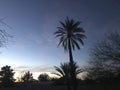 Palm tree twilight 2296