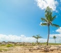 Palm tree under a blue sky in Bas du Fort beach in Guadeloupe Royalty Free Stock Photo