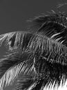 Palm tree under a blue sky in Miami Beach in black and white