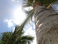 Palm tree under carribean sun Royalty Free Stock Photo