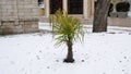 Palm tree under snow in cold winter. Climate change Royalty Free Stock Photo
