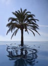 Palm tree under water. Climate change and environmental concept. Royalty Free Stock Photo