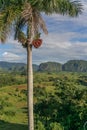 Palm tree in Valle de Vinales Royalty Free Stock Photo