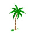 A palm tree vector set.