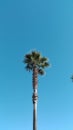Palm tree very tall in a blue sky