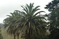 Palm Tree In The Vicinity Of Butron Castle, Castle Built In The Middle Ages. Architecture History Travel. Royalty Free Stock Photo