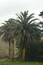 Palm Tree In The Vicinity Of Butron Castle, Castle Built In The Middle Ages. Architecture History Travel. Royalty Free Stock Photo