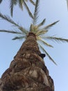 Palm tree, view from below of the trunk Royalty Free Stock Photo