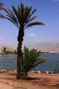 Palm tree and a view of the embankment with the beach and hotels on the Bank of Eilat.