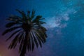 Palm tree view with night sky background Royalty Free Stock Photo