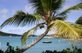 Palm tree on Virgin Gorda