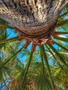 Palm tree walk on the beach amazing nature
