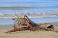 Palm tree washed up on borneo shore Royalty Free Stock Photo