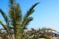 Palm tree washingtonia on the background of the beach and clear sky Royalty Free Stock Photo