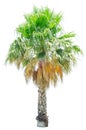 Palm tree Washingtonia filifera isolated