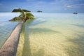 Palm tree in the water.