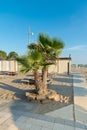 Palm tree on the waterfront of Rimini, Italy